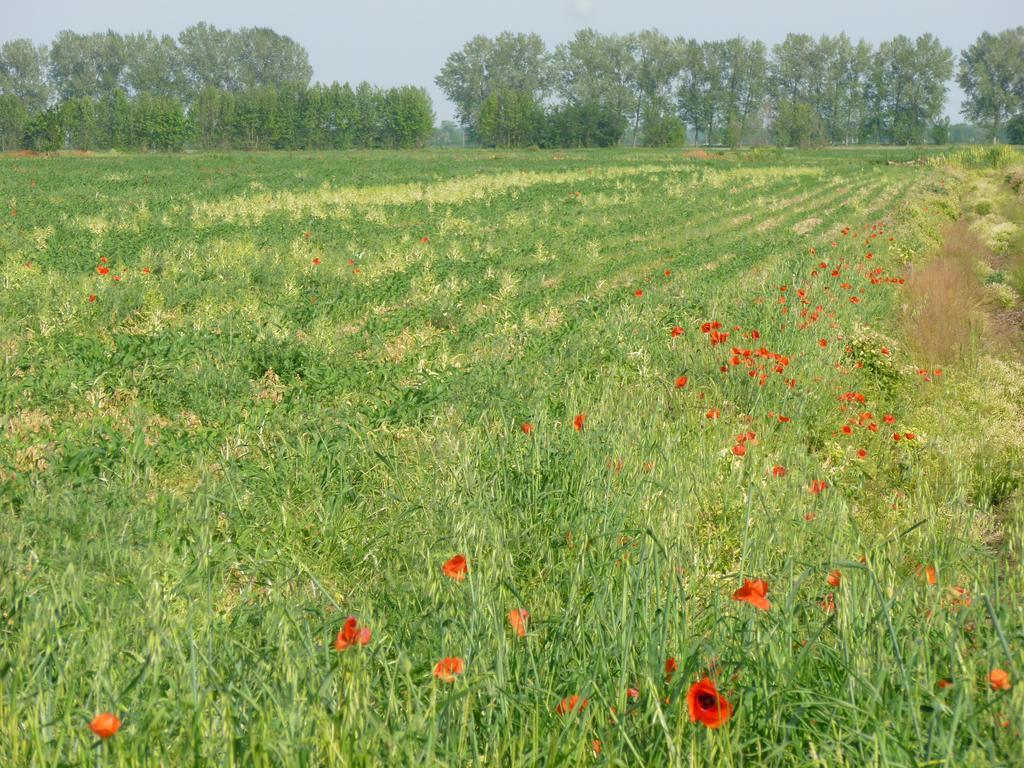 Agriturismo Corte Rocca San Giorgio di Mantova Luaran gambar